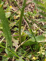 Muscari a toupet - Muscari comosum (photo Mrugala F.)(4)